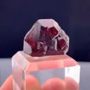 specimen video