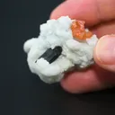 specimen video