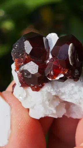 specimen video