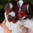 specimen video