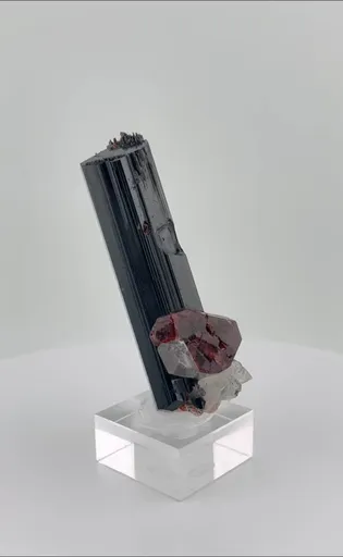 specimen video