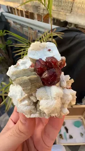 specimen video