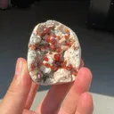 specimen video