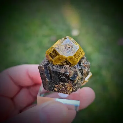 specimen video