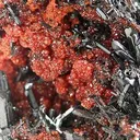 Gaudefroyite Wtih Andradite Garnet - image 2