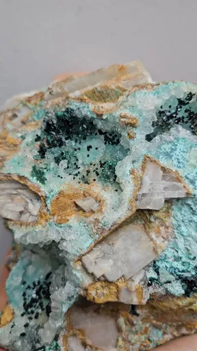 specimen video