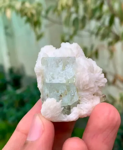 specimen video