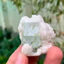 specimen video