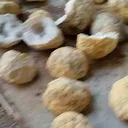 specimen video