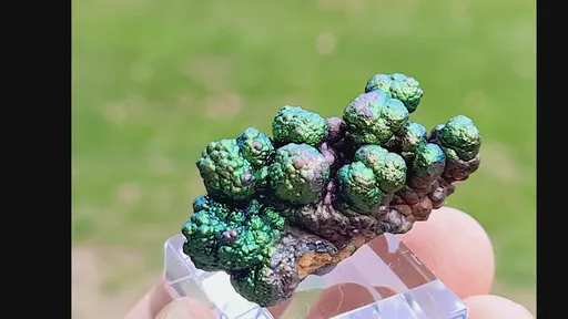 specimen video