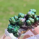specimen video