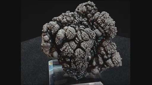 specimen video