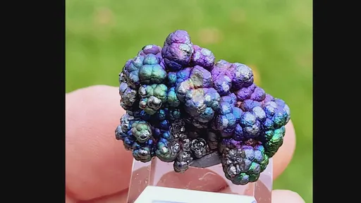 specimen video