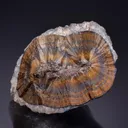 Goethite var. Wood Iron with Quartz - image 1