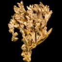 Gold - image 4