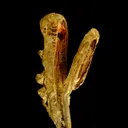 Gold - image 1