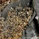 Gold - image 6