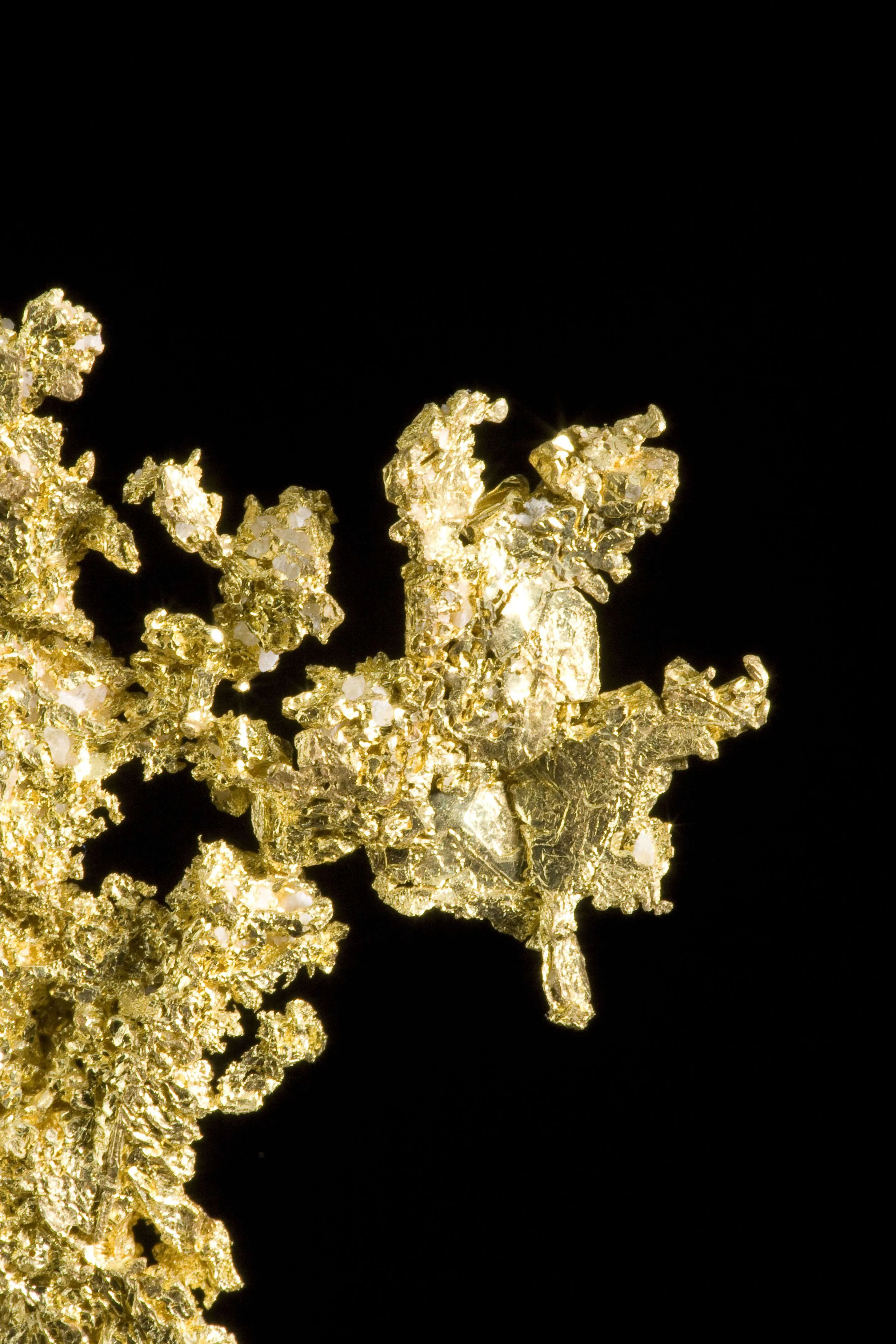 Gold - image 4