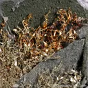 Gold - image 1