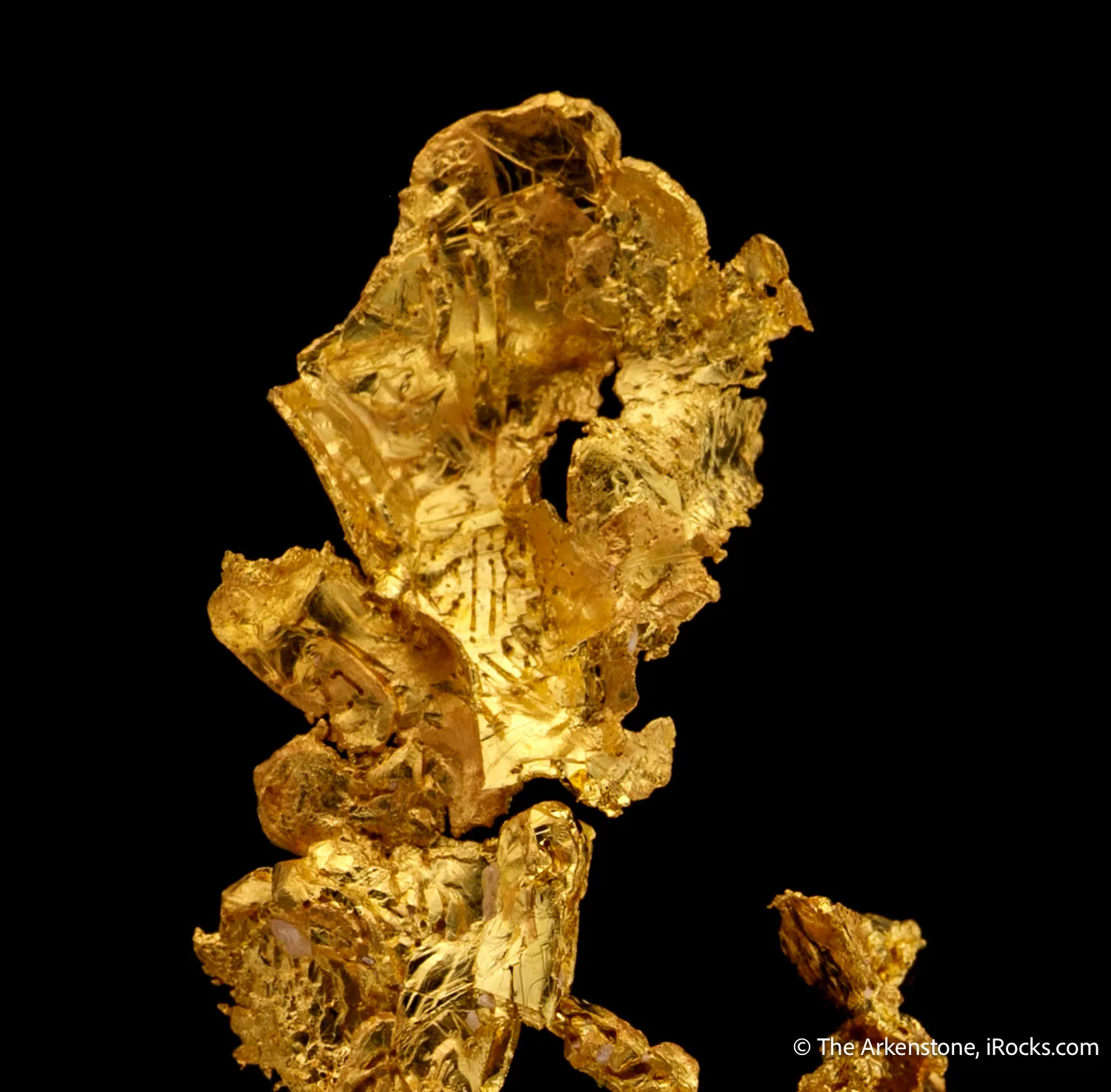 Gold - image 7
