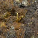 Gold - image 3
