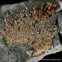 Gold - image 5