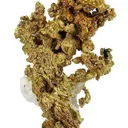 Gold - image 1