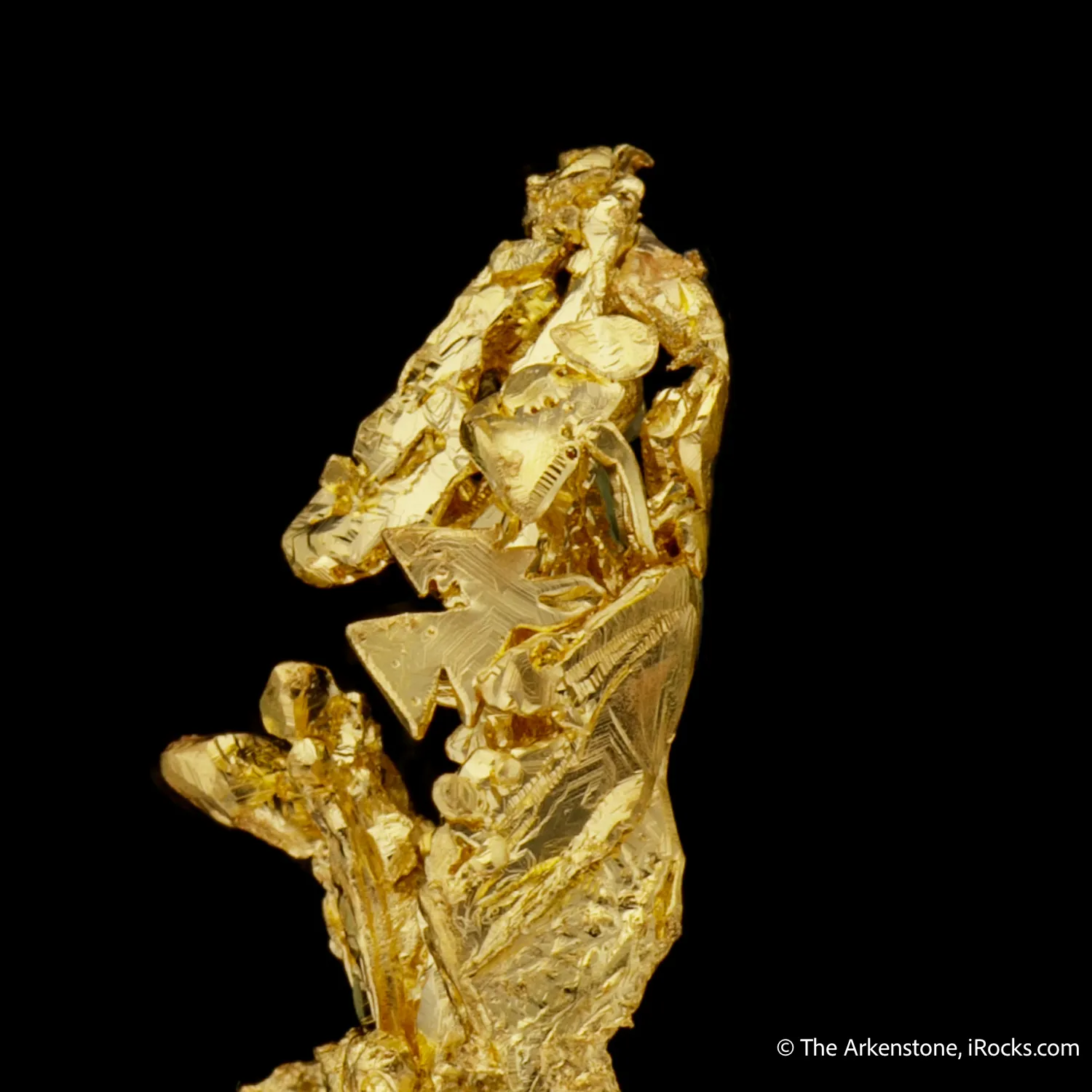 Gold - image 7