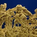 Gold - image 6