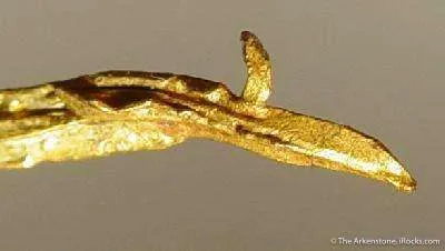 Gold - image 3