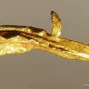 Gold - image 3