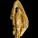 Gold - image 1