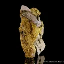 Gold - image 7