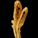 Gold - image 3