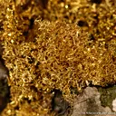 Gold - image 8