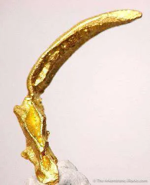Gold Claw image