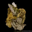 Gold - image 5