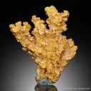Gold - image 4