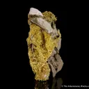 Gold - image 4