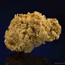 Gold - image 2