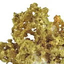 Gold - image 2