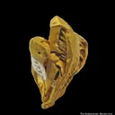 Gold (illustrated) - image 3