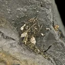 Gold in Matrix - image 2