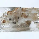 Gold in Quartz - image 1