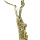 Gold (Spinel twinned) - image 3