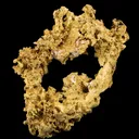 Gold - The Halo - image 2