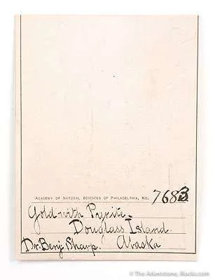 Gold With Pyrite - image 3