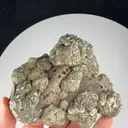 specimen video