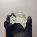 specimen video