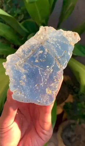 specimen video